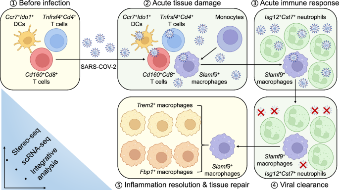 Immunity hubs orchestrating antiviral defense