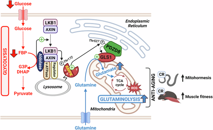 Fueling metabolic adaptation: lysosomal AMPK ignites glutaminolysis