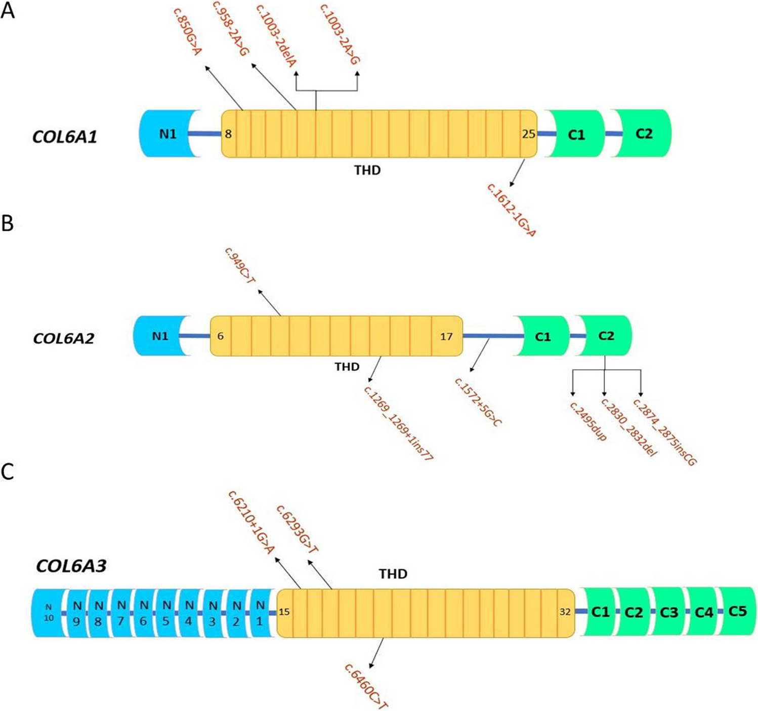 Clinical and Molecular Profiles of a Cohort of Egyptian Patients with Collagen VI-Related Dystrophy