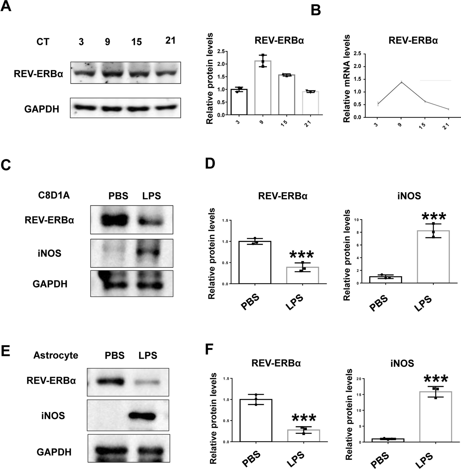 REV-ERBα Mitigates Astrocyte Activation and Protects Dopaminergic Neurons from Damage