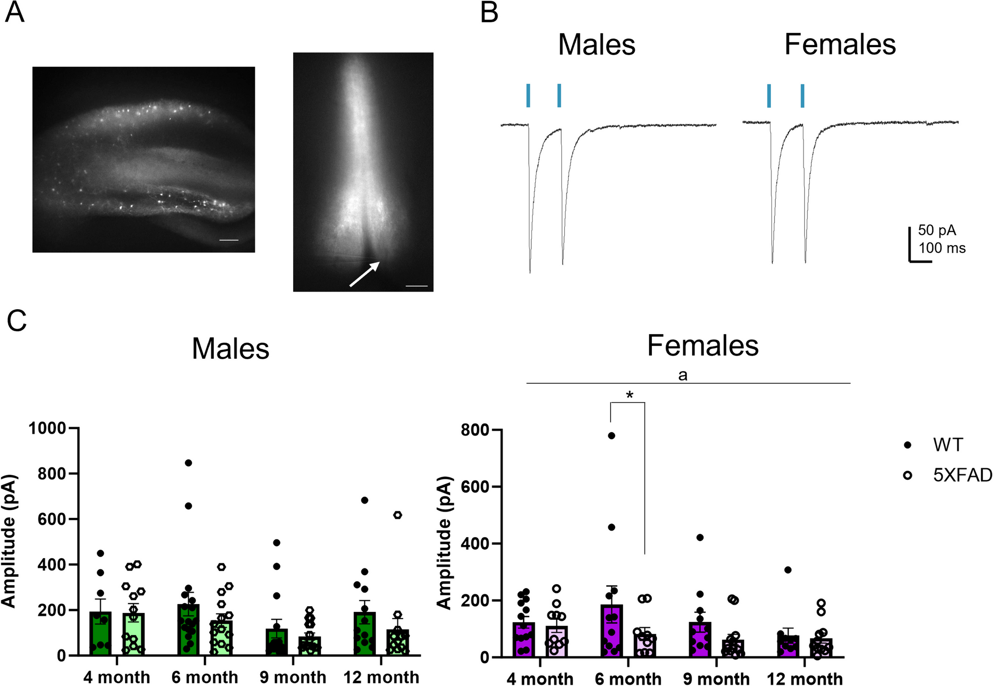 Regulation of Hippocamposeptal Synaptic Transmission by GABABRs Is Altered in 5XFAD Mice in a Sex- and Age-Dependent Manner
