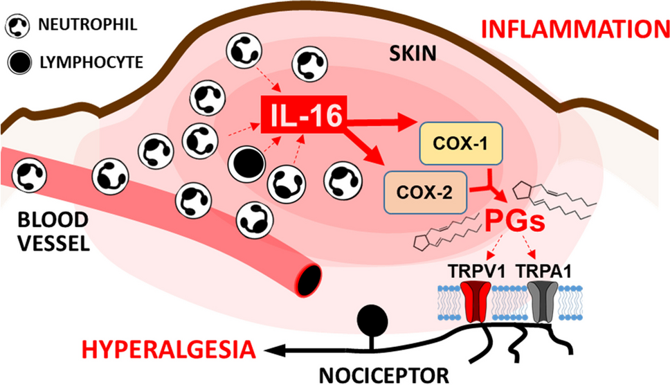 Hyperalgesic Effect Evoked by il-16 and its Participation in Inflammatory Hypernociception in Mice