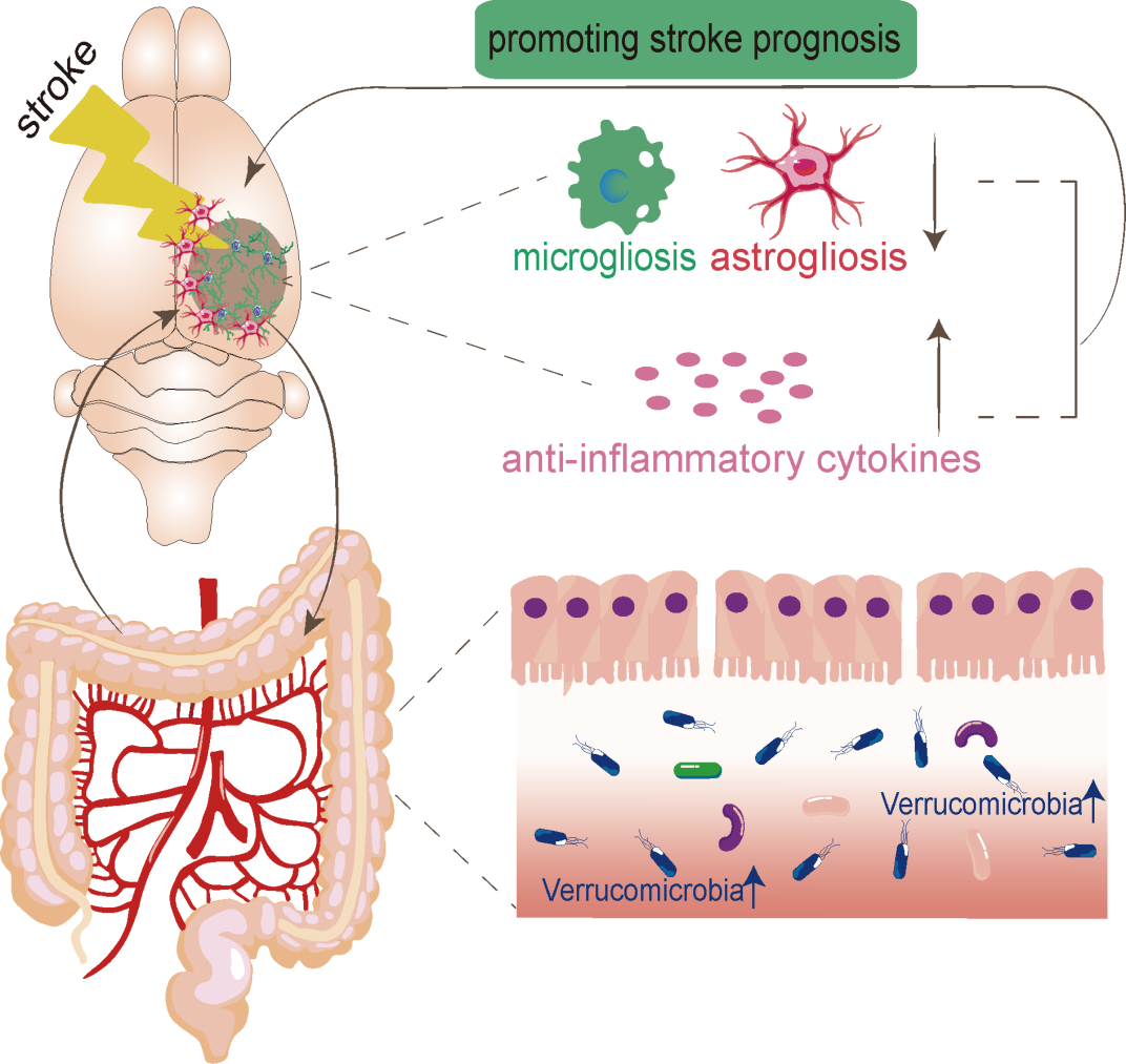 Intestinal Akkermansia muciniphila is Beneficial to Functional Recovery Following Ischemic Stroke