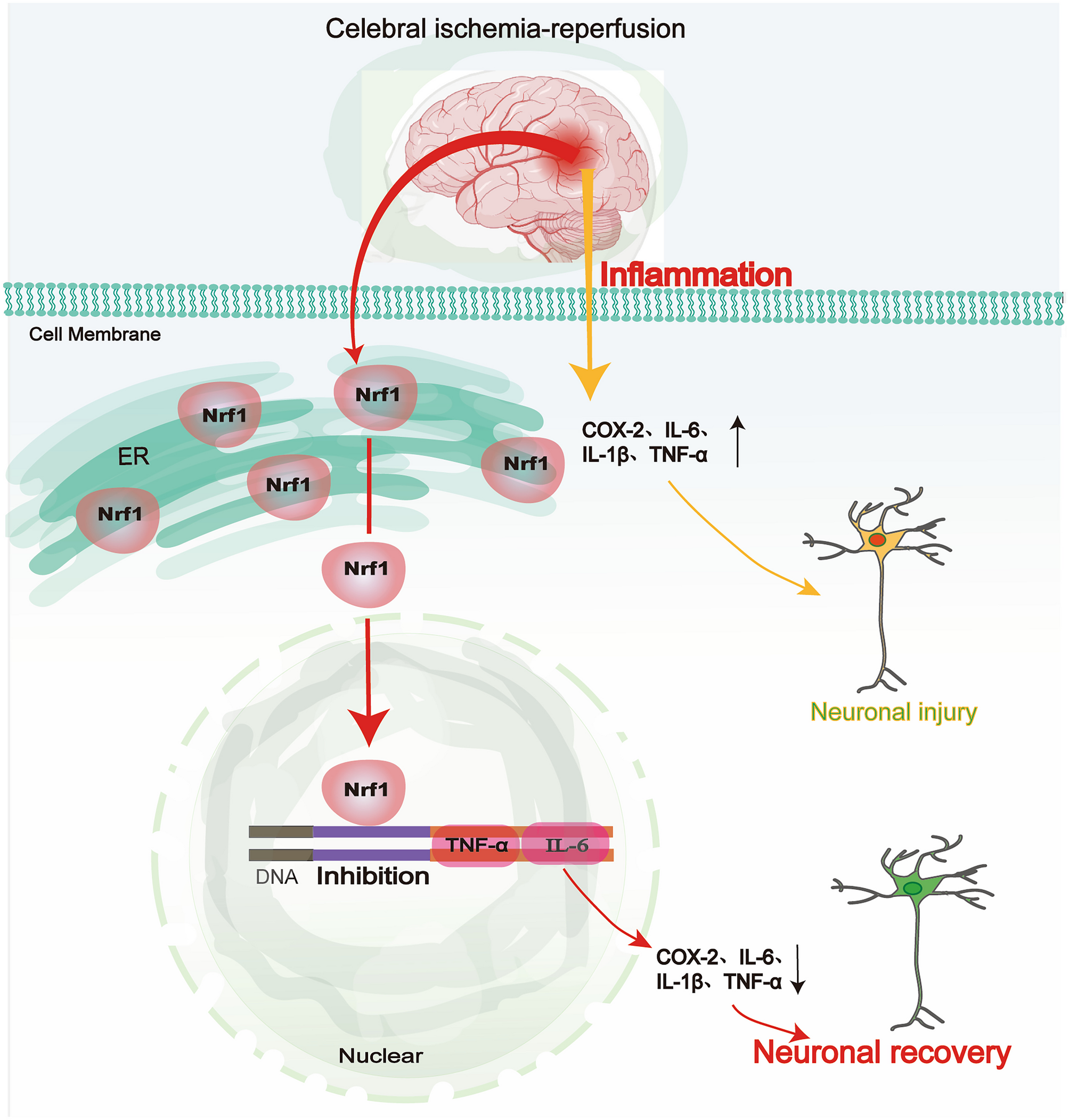 Nrf1 Reduces COX-2 Expression and Maintains Cellular Homeostasis After Cerebral Ischemia/Reperfusion By Targeting IL-6/TNF-α Protein Production