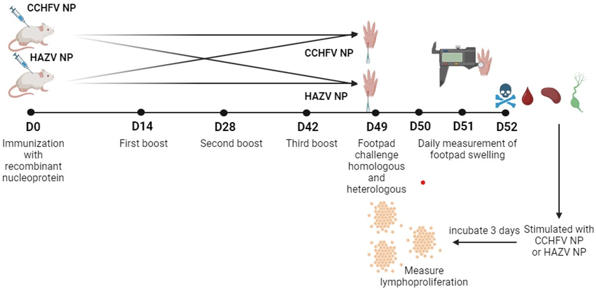 Cellular immunity to nucleoproteins (NP) of Crimean-Congo hemorrhagic fever virus (CCHFV) and Hazara Virus (HAZV)