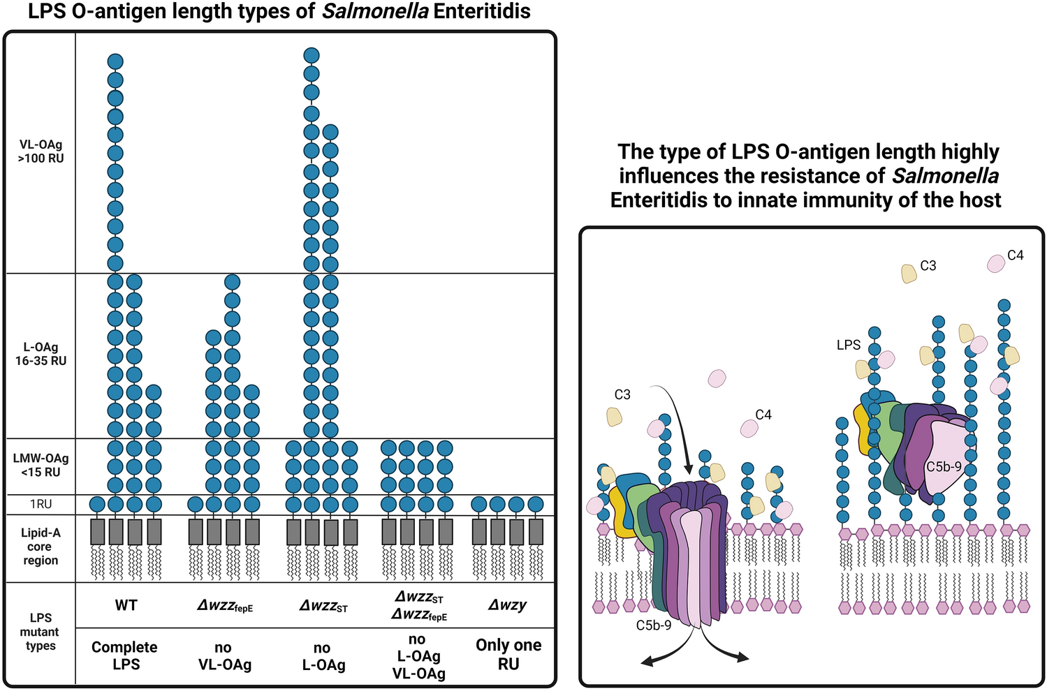 Lipopolysaccharide with long O-antigen is crucial for Salmonella Enteritidis to evade complement activity and to facilitate bacterial survival in vivo in the Galleria mellonella infection model