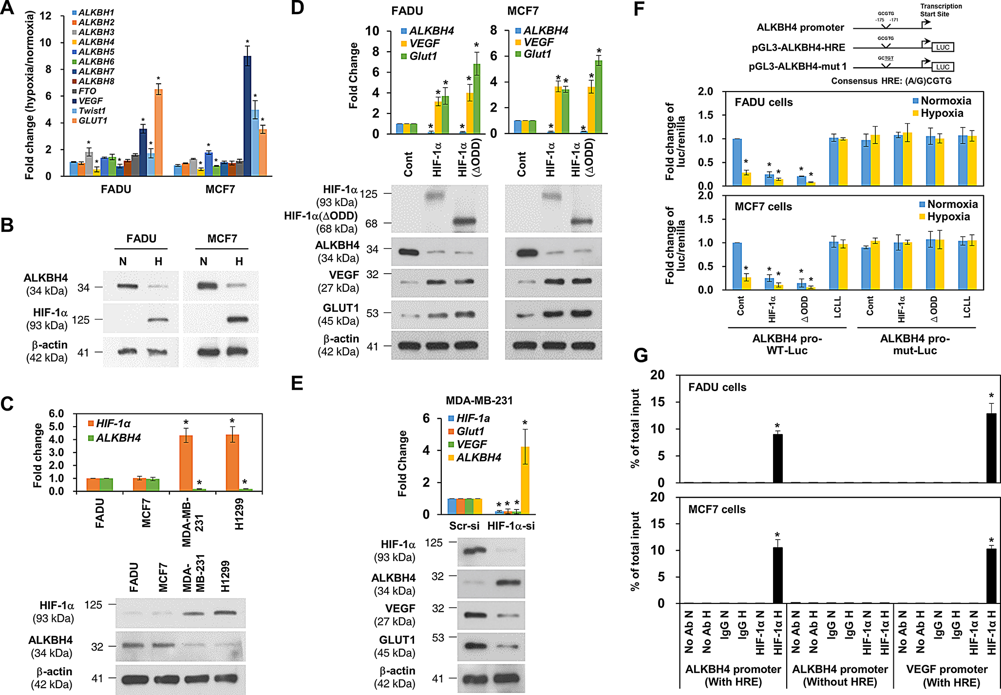 ALKBH4 functions as a hypoxia-responsive tumor suppressor and inhibits metastasis and tumorigenesis