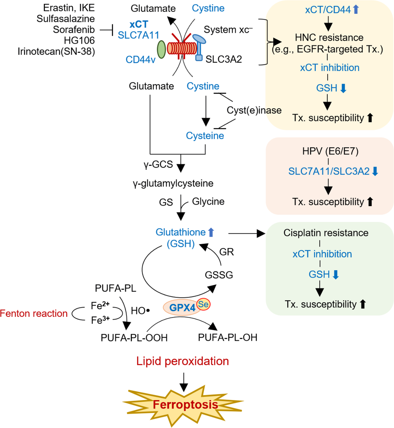 Unveiling therapeutic avenues targeting xCT in head and neck cancer