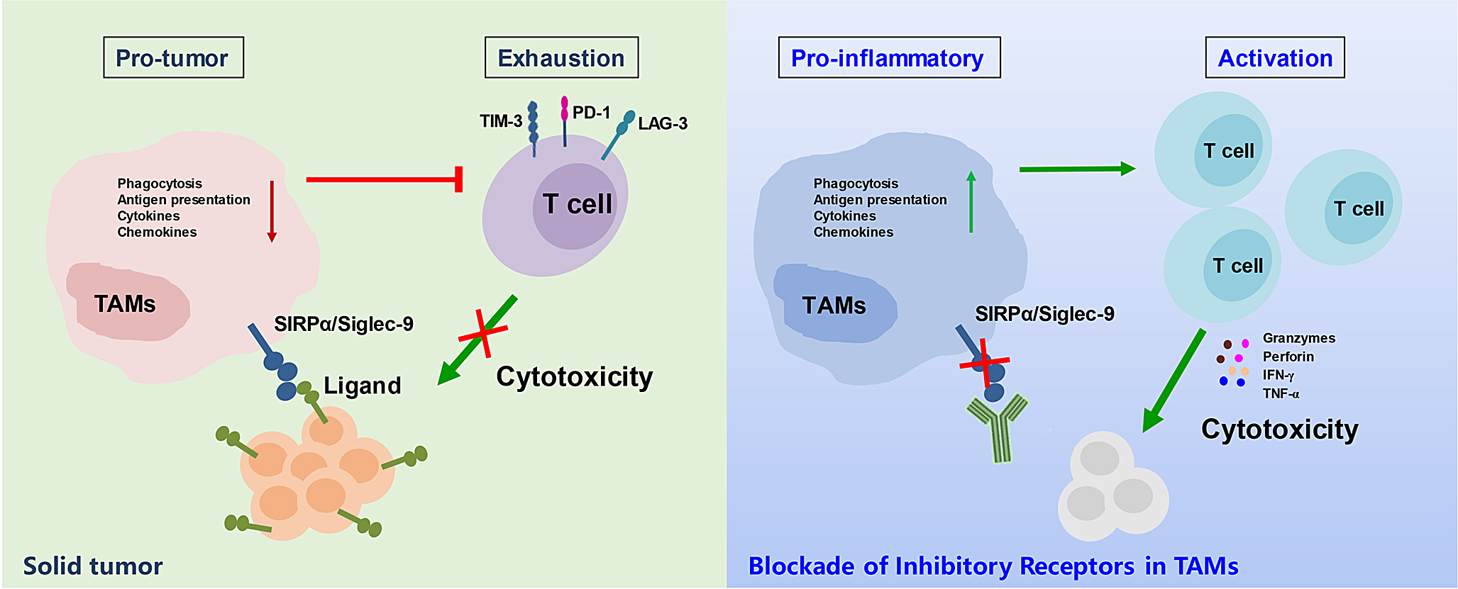 Targeting tumor associated macrophages (TAMs) reprograms tumor immune microenvironment to promote solid tumor immunotherapy
