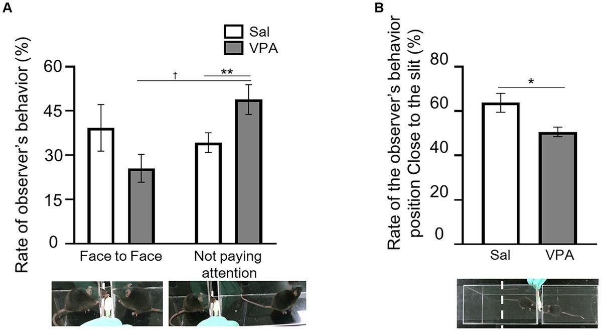 Impairments of social interaction in a valproic acid model in mice