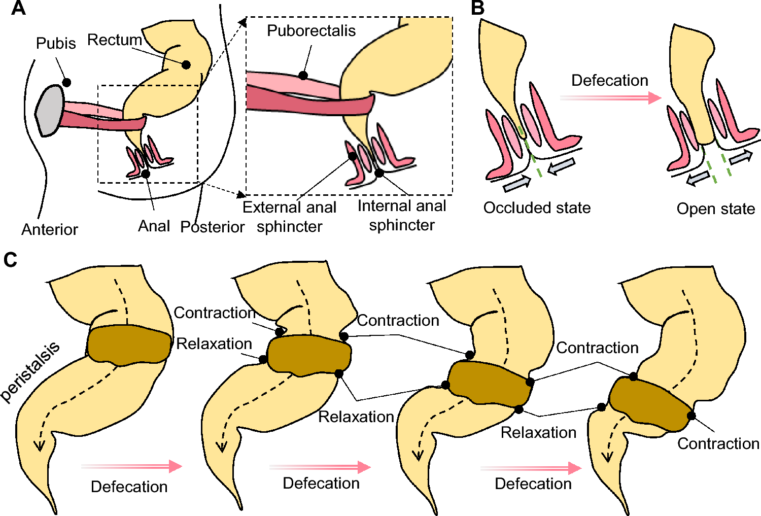 Bio-inspired circular soft actuators for simulating defecation process of human rectum