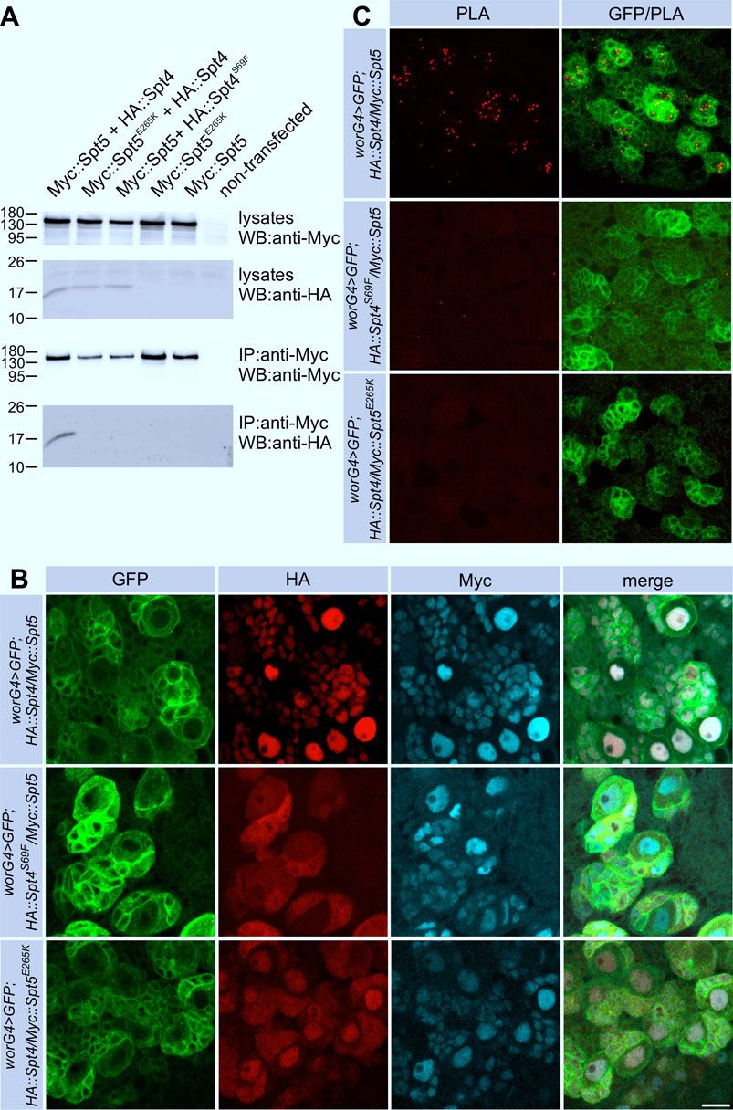 The transcription elongation factors Spt4 and Spt5 control neural progenitor proliferation and are implicated in neuronal remodeling during Drosophila mushroom body development