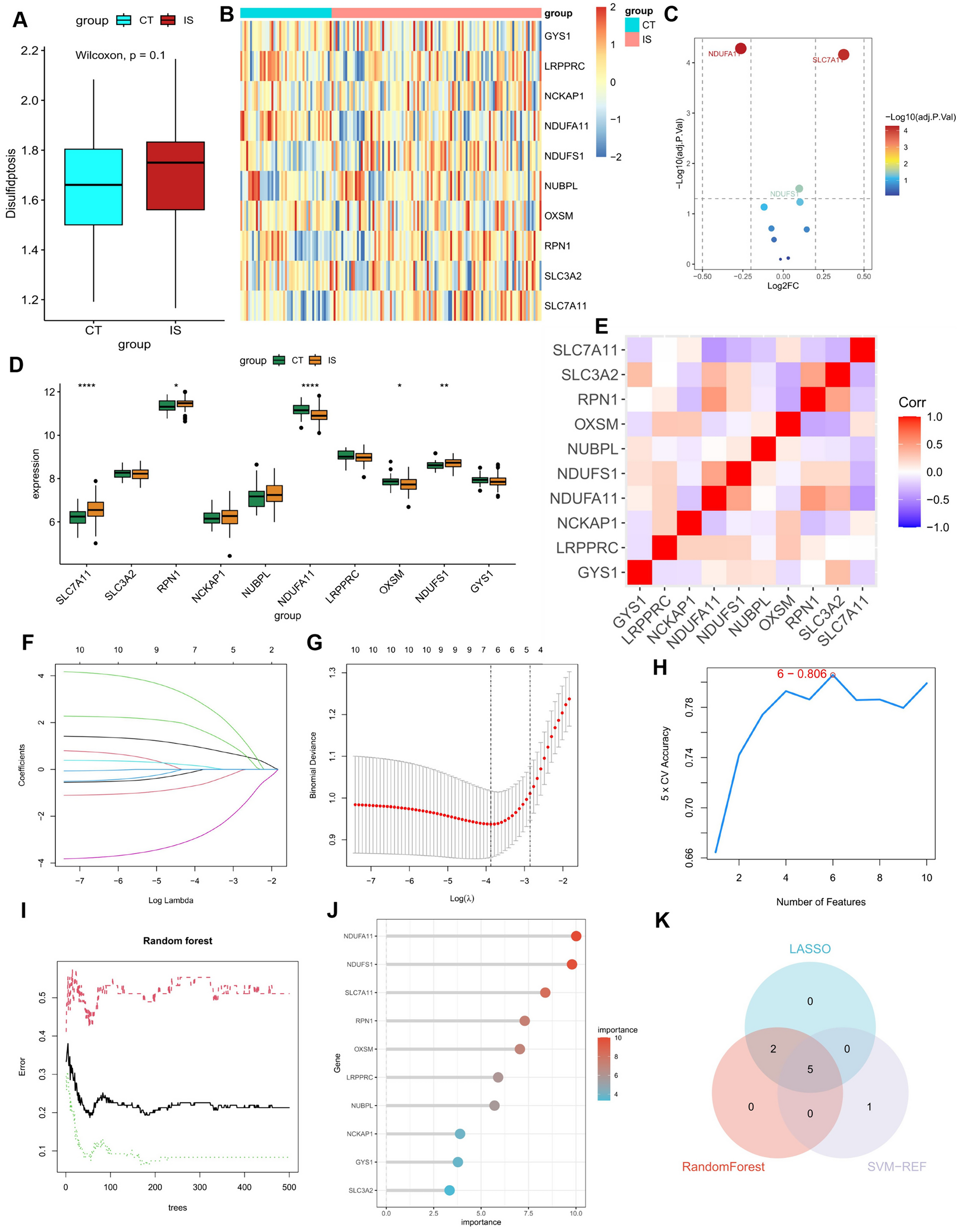 Identification of Disulfidptosis-Related Genes in Ischemic Stroke by Combining Single-Cell Sequencing, Machine Learning Algorithms, and In Vitro Experiments