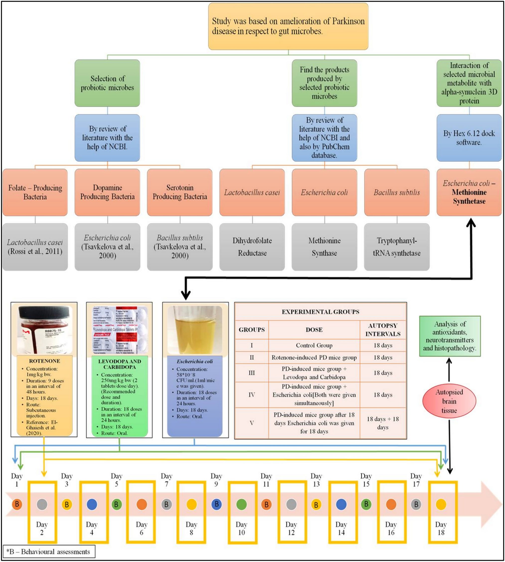 Evaluation of Neuroprotective Effect of Gut Microbe in Parkinson's Disease: An In Silico and In Vivo Approach
