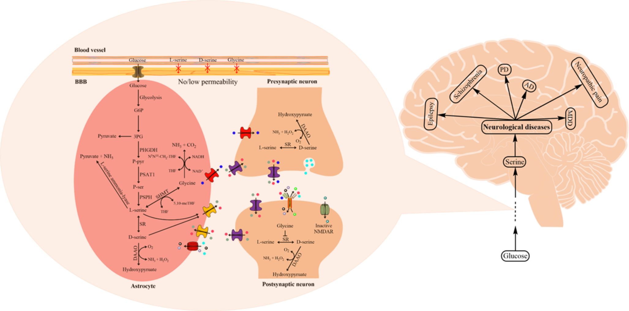 Advances and challenges in serine in the central nervous system: physicochemistry, physiology, and pharmacology