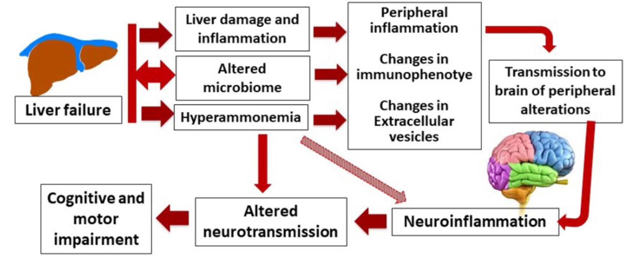 Role of peripheral inflammation in minimal hepatic encephalopathy