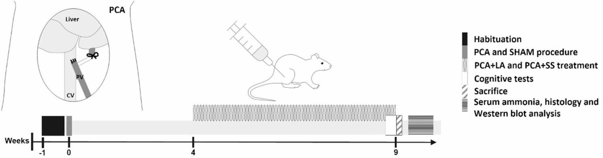 Neurological recovery in rats with portocaval anastomosis-induced hepatic encephalopathy treated with leuprolide acetate, a GnRH agonist