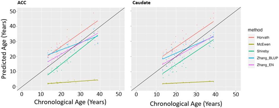 Examining epigenetic aging in the post-mortem brain in attention deficit hyperactivity disorder