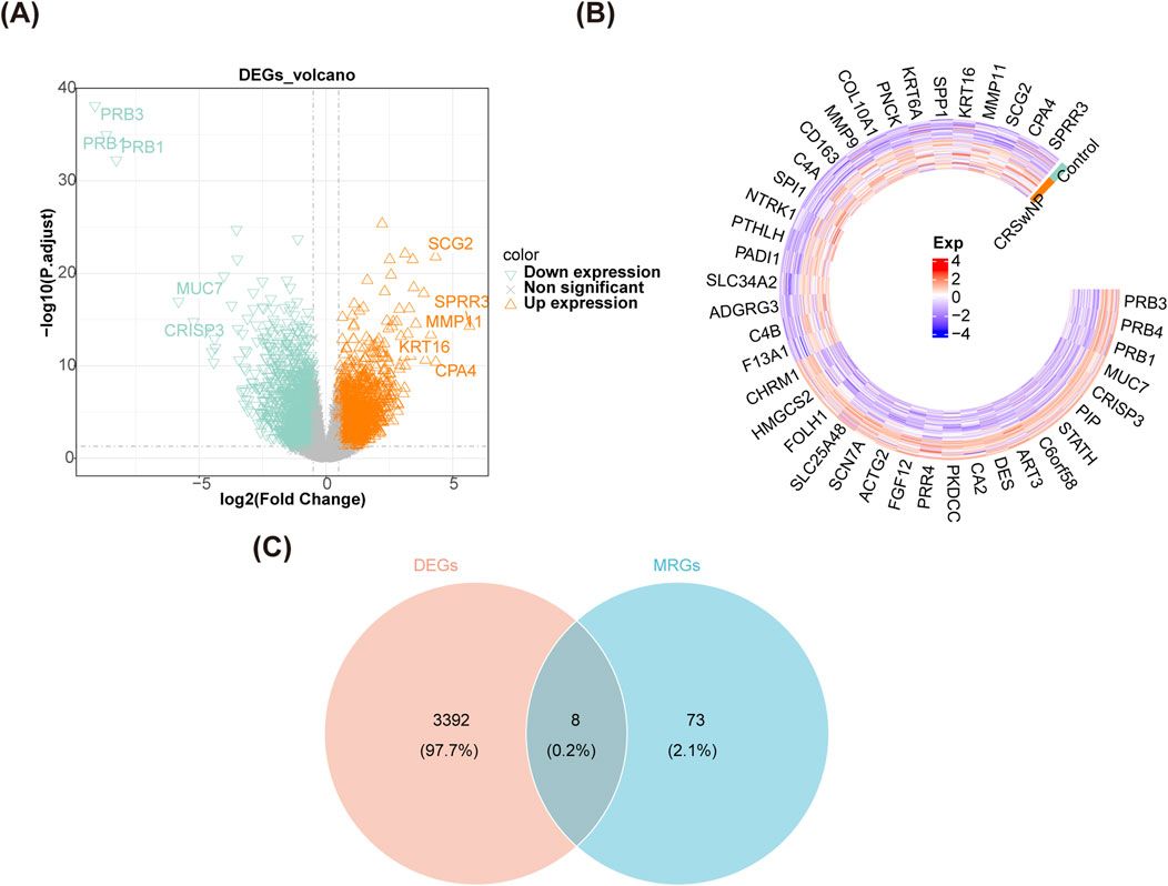 TFE3 and TP53 were novel diagnostic biomarkers related to mitochondrial autophagy in chronic rhinosinusitis with nasal polyps