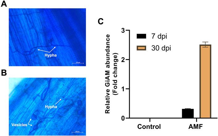 Transcriptomic insights into mycorrhizal interactions with tomato root: a comparative study of short- and long-term post-inoculation responses