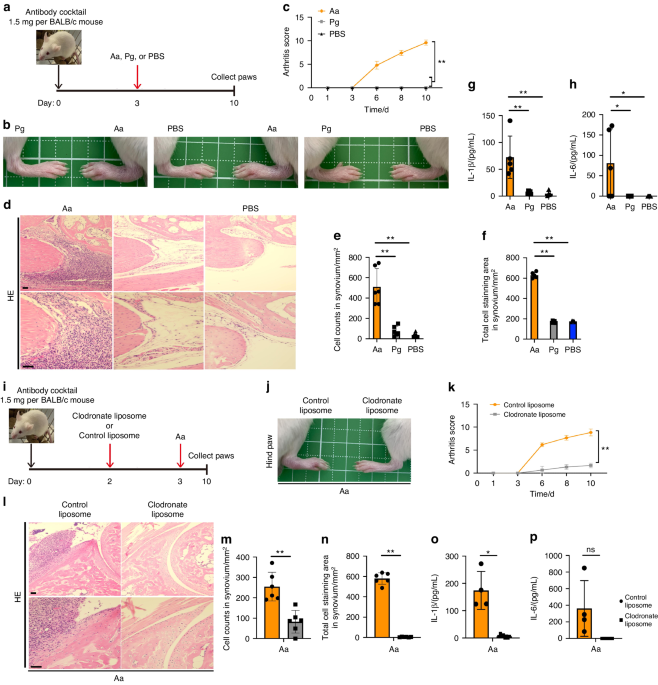Caspase-11 mediated inflammasome activation in macrophages by systemic infection of A. actinomycetemcomitans exacerbates arthritis