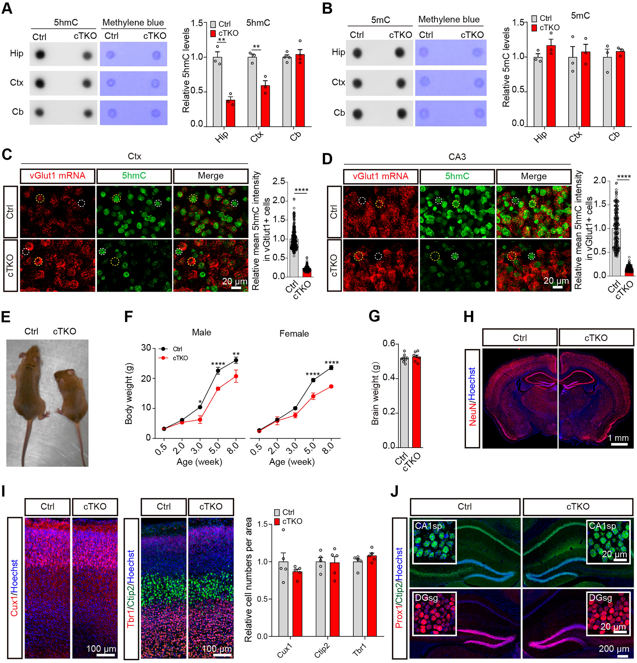 Loss of TET Activity in the Postnatal Mouse Brain Perturbs Synaptic Gene Expression and Impairs Cognitive Function