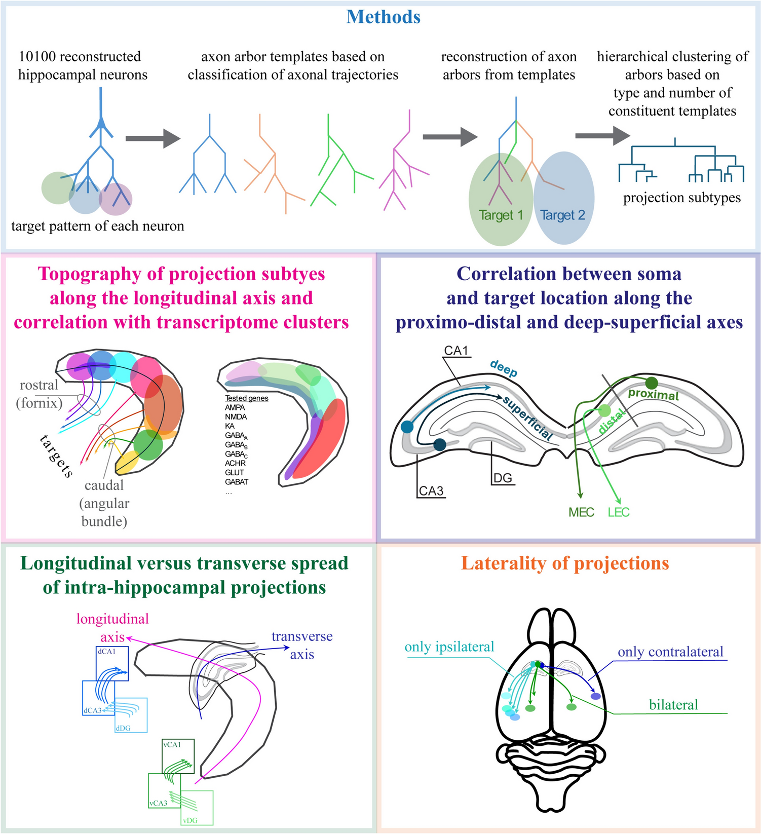 Disentangling the Hippocampal Projectome