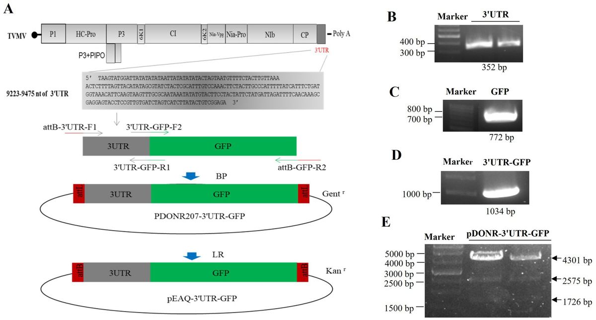 3'UTR of tobacco vein mottling virus regulates downstream GFP expression and changes in host gene expression