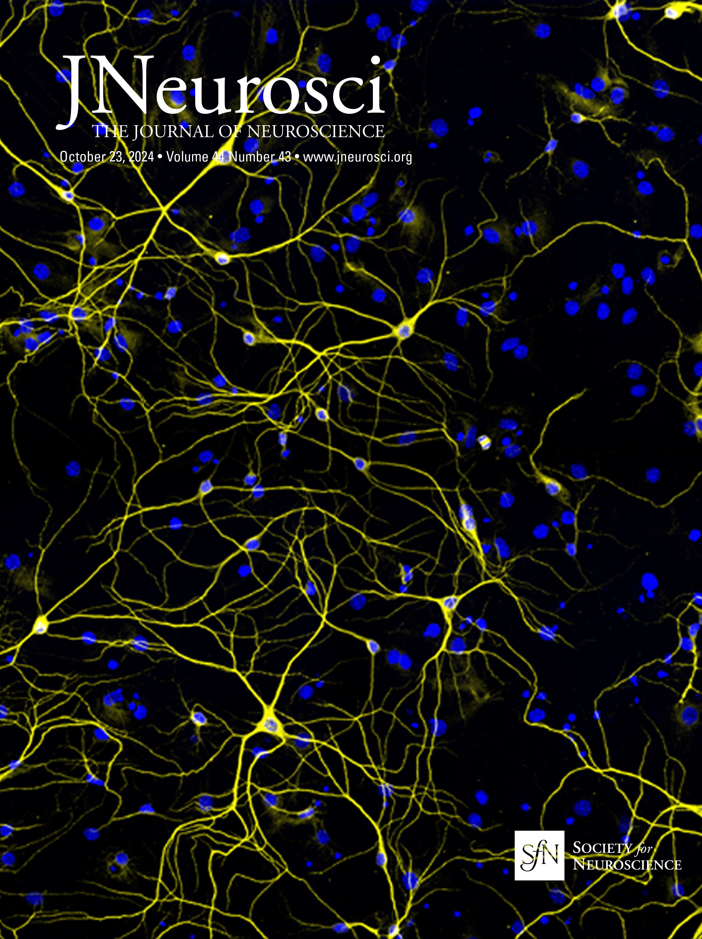 Spinal Cord Microglia in the Development of Touch