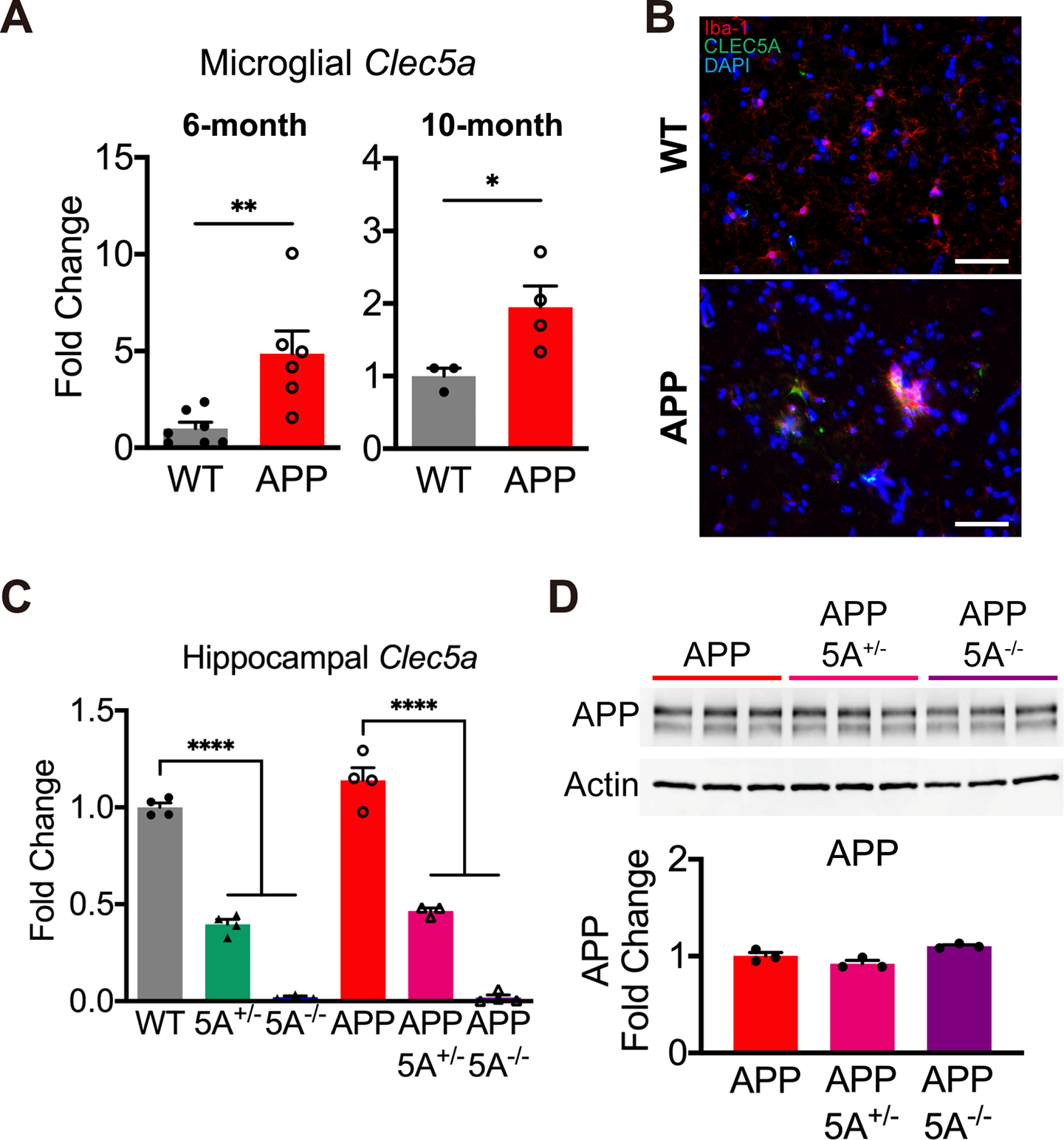 The deficient CLEC5A ameliorates the behavioral and pathological deficits via the microglial Aβ clearance in Alzheimer’s disease mouse model