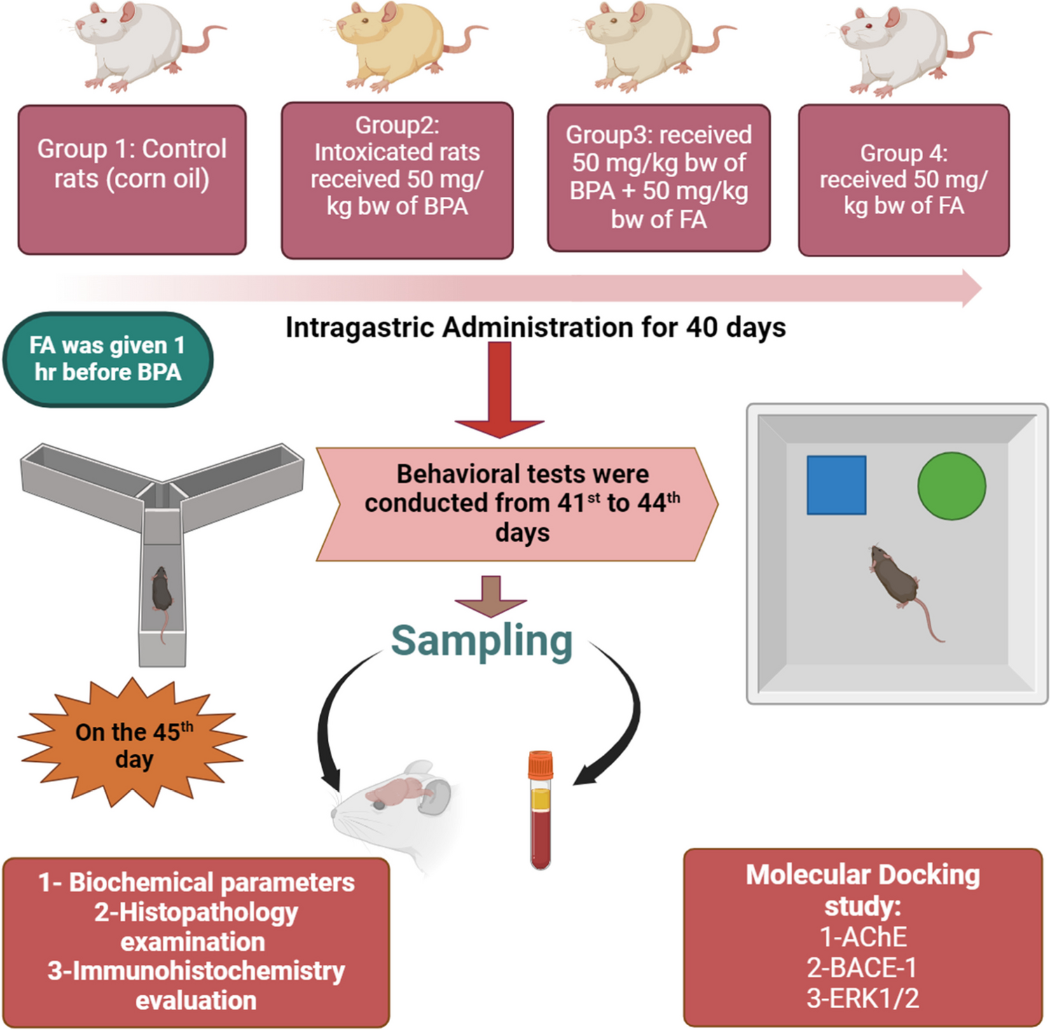 Ferulic acid ameliorates bisphenol A (BPA)-induced Alzheimer’s disease-like pathology through Akt-ERK crosstalk pathway in male rats