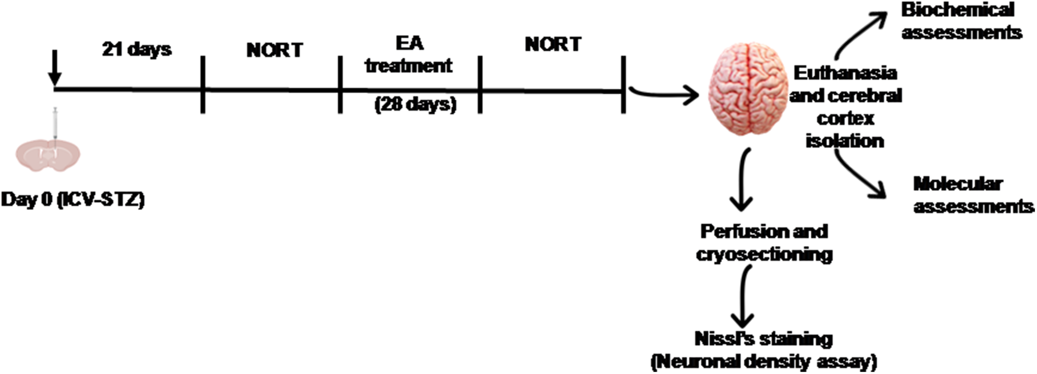 Ellagic Acid Reverses Alterations in the Expression of AMPA Receptor and Its Scaffolding Proteins in the Cerebral Cortex and Memory Decline in STZ-sporadic Alzheimer’ s Disease Mouse Model
