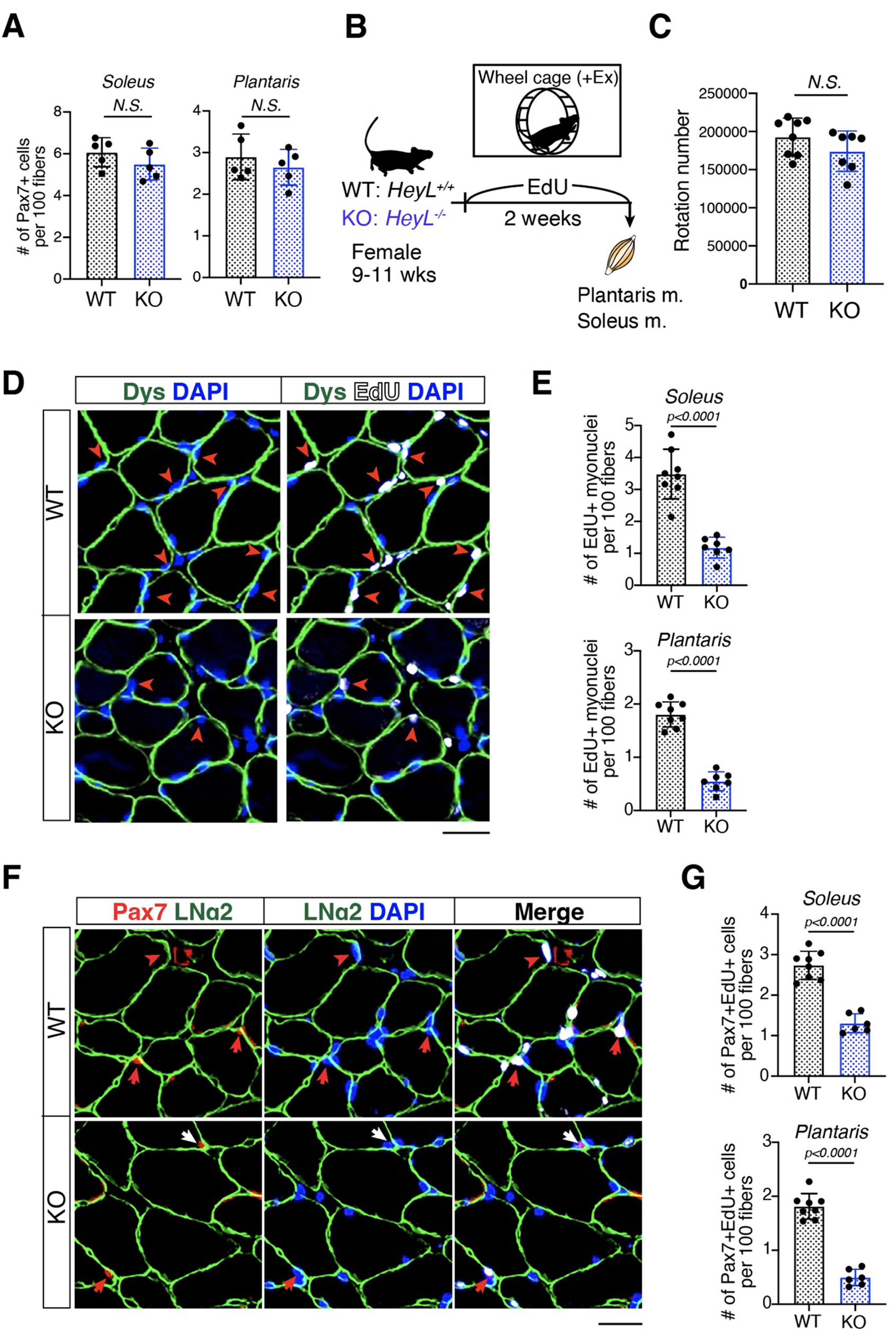 Decreased number of satellite cells-derived myonuclei in both fast- and slow-twitch muscles in HeyL-KO mice during voluntary running exercise