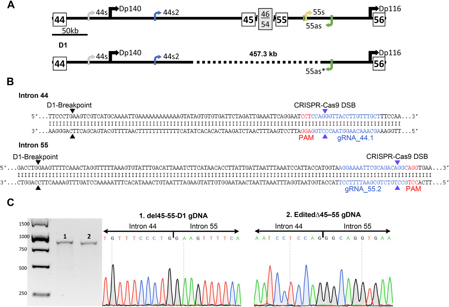 Deletion of exons 45 to 55 in the DMD gene: from the therapeutic perspective to the in vitro model
