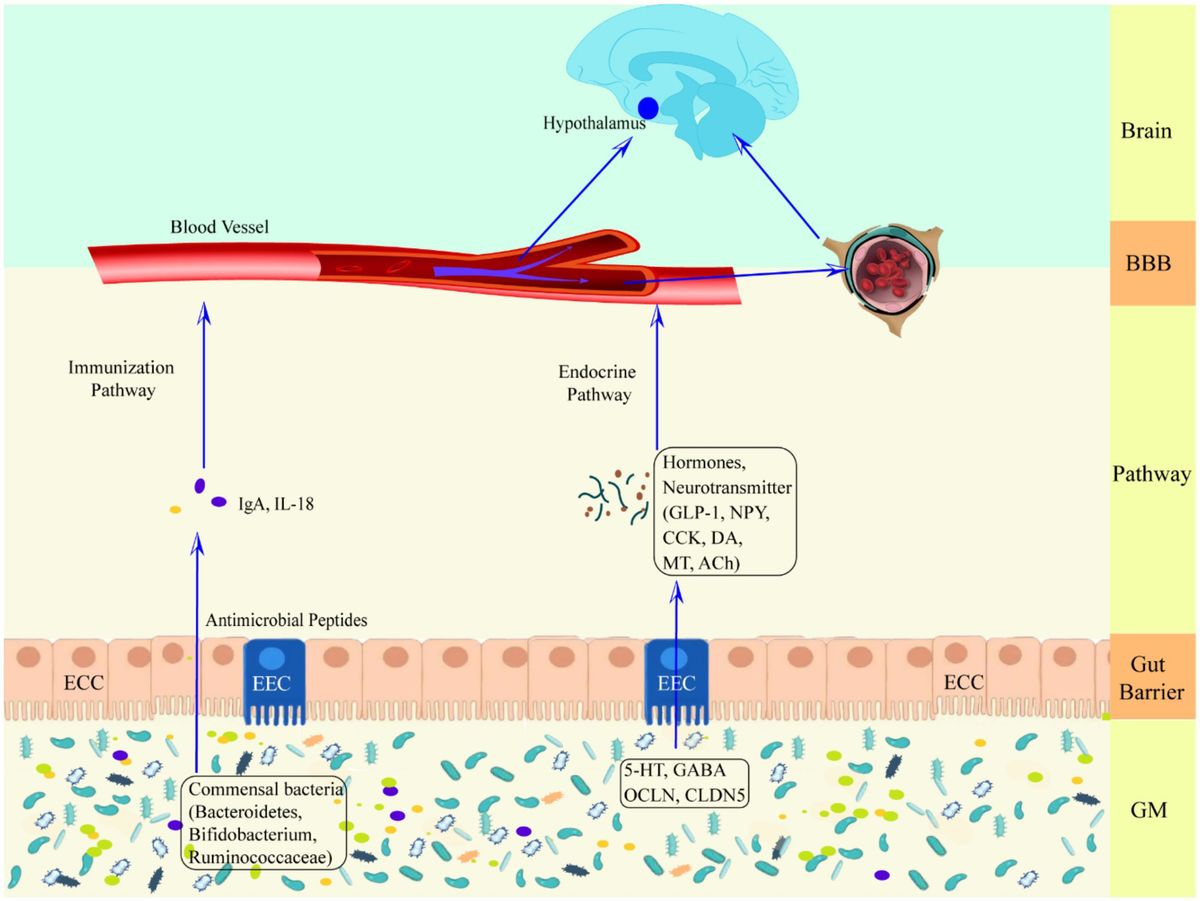 A review of the pathogenesis of epilepsy based on the microbiota-gut-brain-axis theory