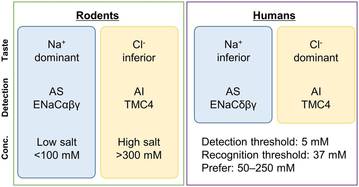 The complexities of salt taste reception: insights into the role of TMC4 in chloride taste detection