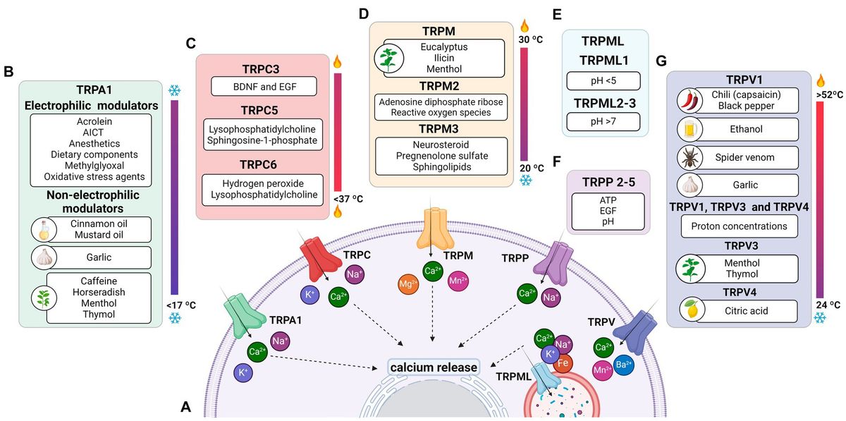 Functions of TRPs in retinal tissue in physiological and pathological conditions