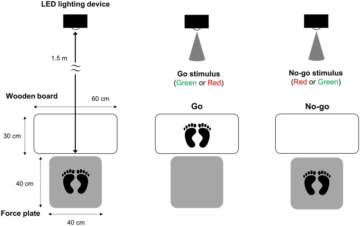 Color-induced cognitive conflicts affect muscle activity prior to gait initiation in the Go/No-go task