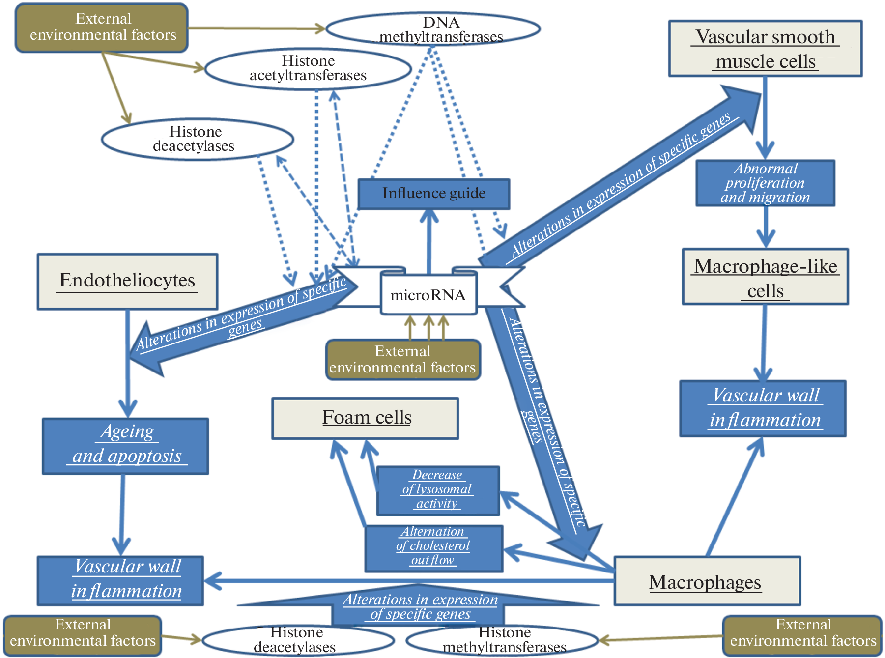 Epigenetic Mechanisms of the Influence of Physical Activity on the Development of Atherosclerosis