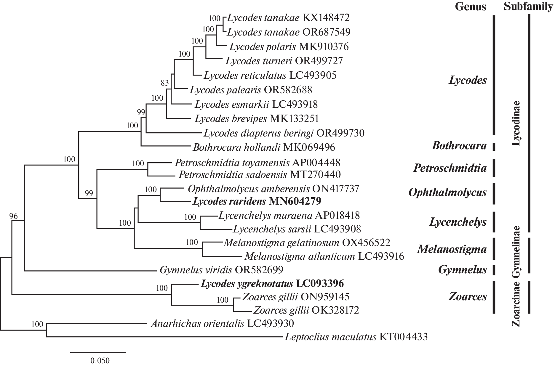Misidentified Mitogenomes of Two Lycodes Species (Perciformes: Zoarcidae) in GenBank
