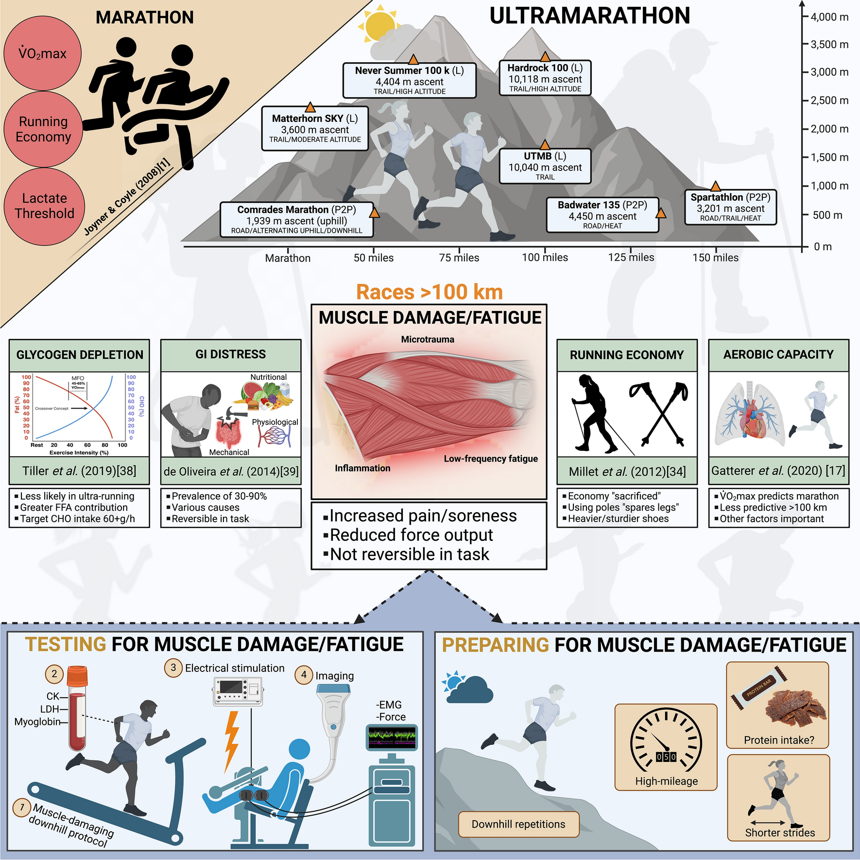 Decoding Ultramarathon: Muscle Damage as the Main Impediment to Performance