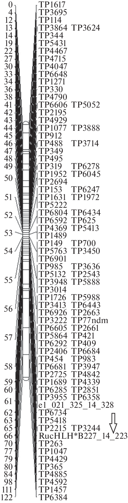 Transferability of SSR Markers Developed from Gooseberry to Black and Red Currants