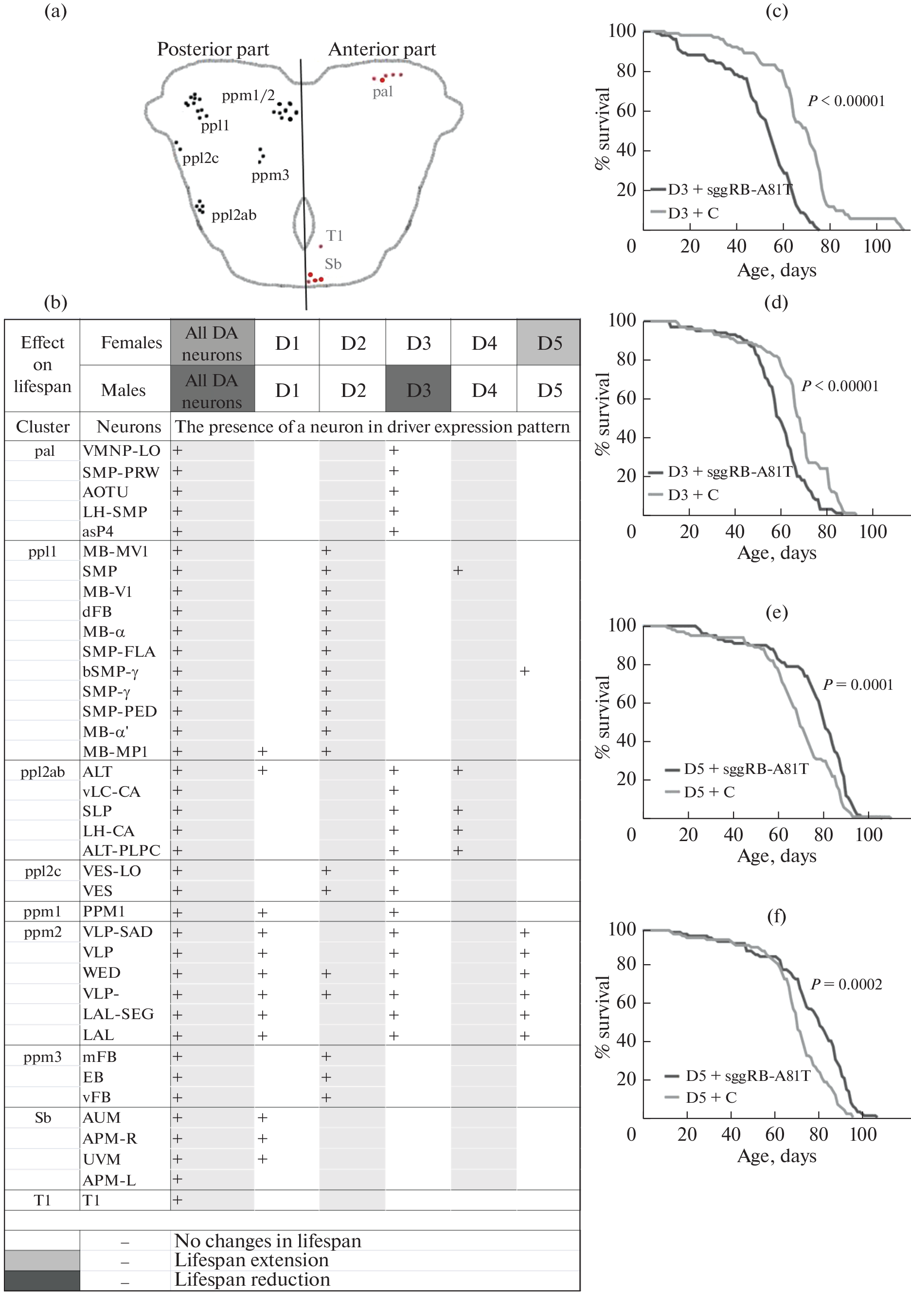 The shaggy Gene Encoding the GSK3 Protein Kinase Controls the Sex-Dependent Effects of Specific Clusters of D. melanogaster Dopaminergic Neurons on Life Span