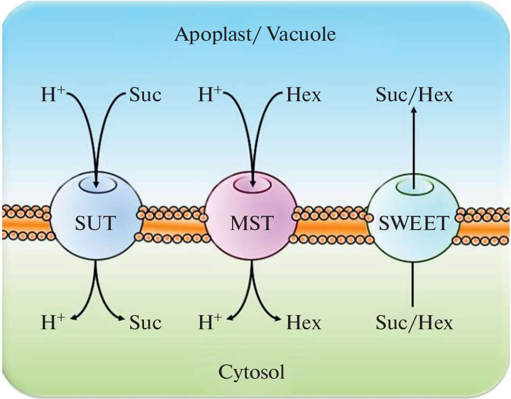 Genome-Wide Identification and Characterization of Sugar Transporter Genes in Silver Birch