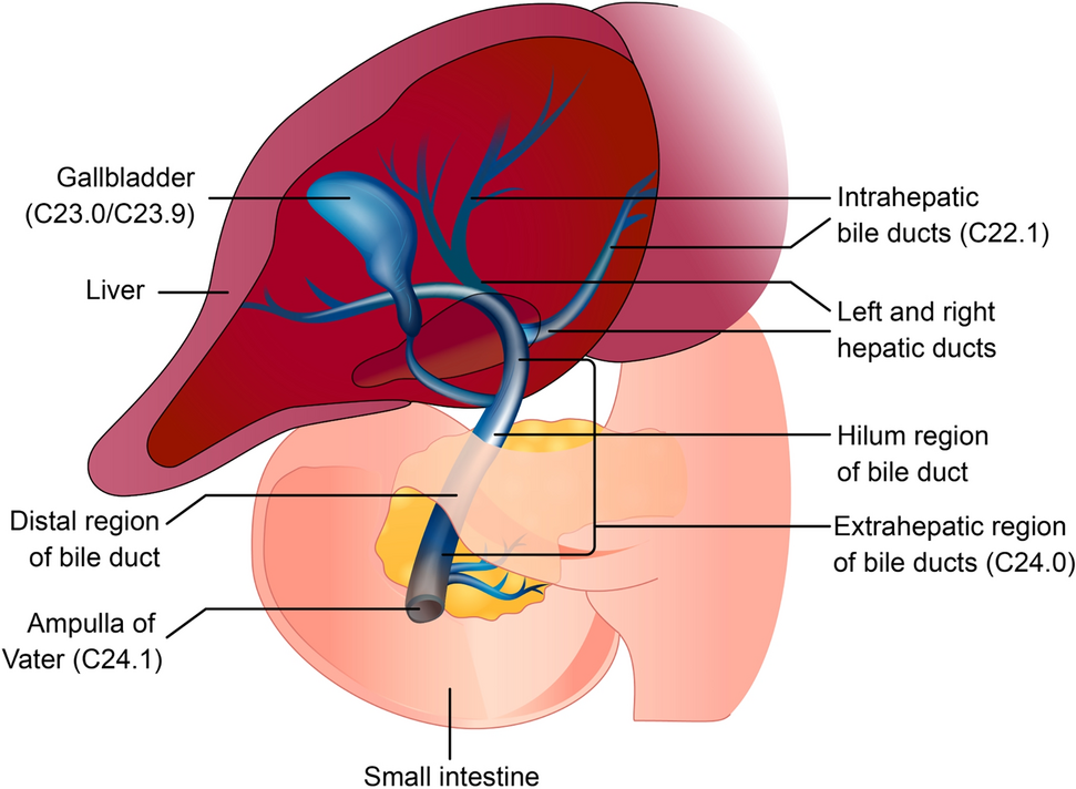 The Epidemiology of Biliary Tract Cancer and Associated Prevalence of MDM2 Amplification: A Targeted Literature Review