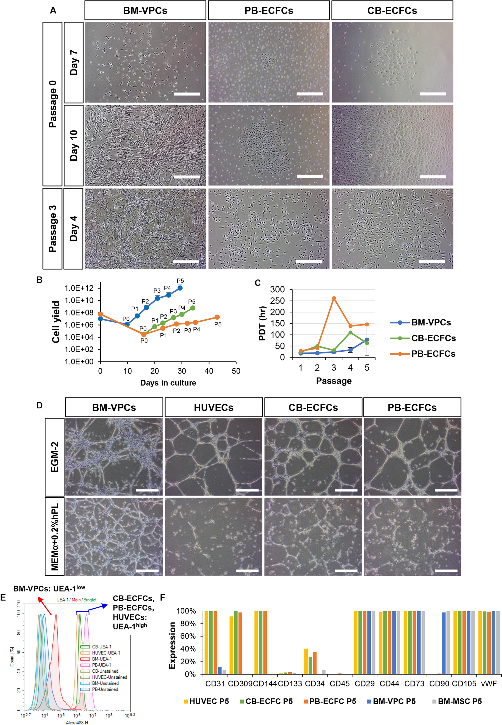 Identification of CD141+vasculogenic precursor cells from human bone marrow and their endothelial engagement in the arteriogenesis by co-transplantation with mesenchymal stem cells