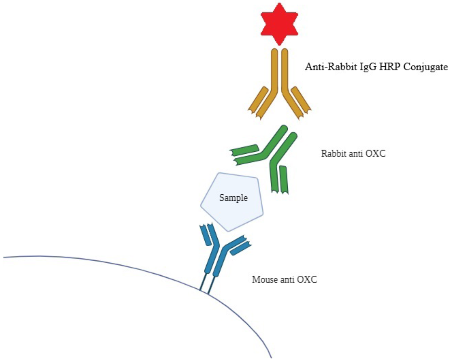 Optimizing antigen preparation for oxalyl-CoA decarboxylase enzyme diagnostic kit and ELISA system cutoff determination