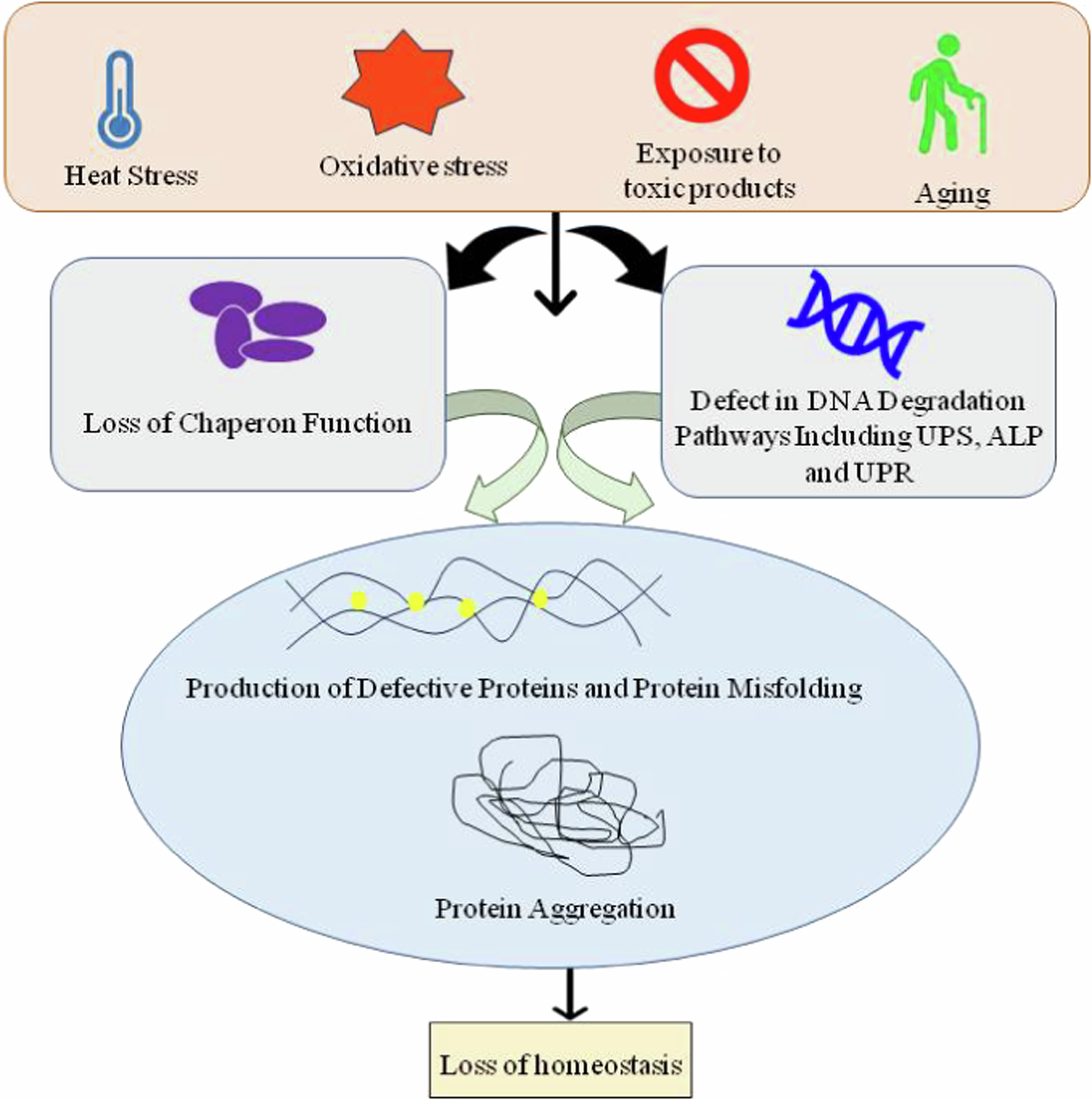 Proteostasis and Its Role in Disease Development