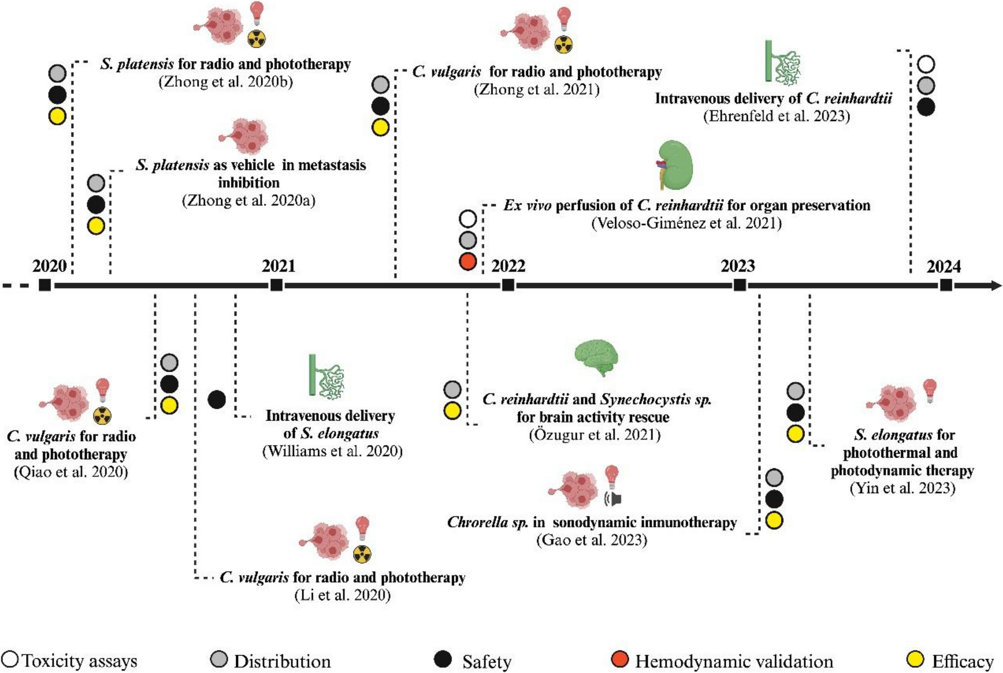 Towards chlorocytes for therapeutic intravascular photosynthesis
