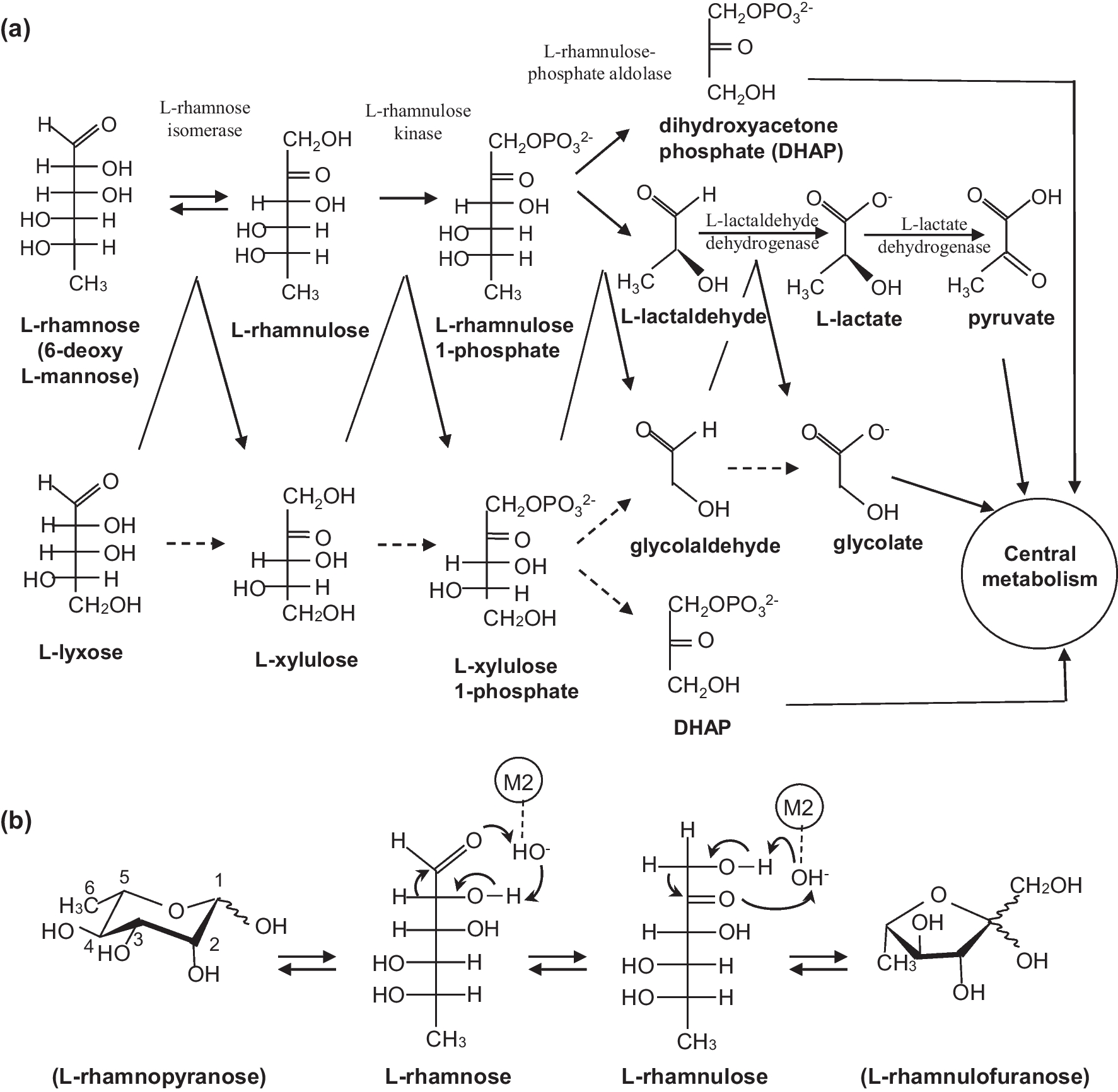 L-rhamnose isomerase: a crucial enzyme for rhamnose catabolism and conversion of rare sugars